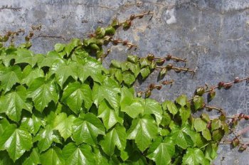 爬山虎有腳嗎，是非常擅長攀緣的有腳的葡萄科植物