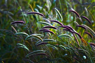 狗尾巴草的花語,是暗戀默默地陪伴著對方