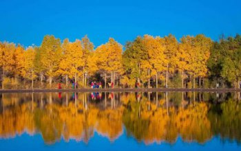 甘肅胡楊林在什么地方,在酒泉金塔縣城以西的潮湖林場