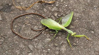 鐵線蟲在人體能活多久，寄生人體的幾率是非常低的