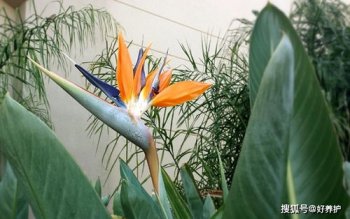 鶴望蘭什么時候開花,在冬季開花花期可持續兩三個月