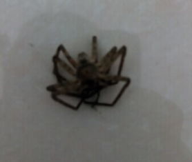 黑蜘蛛咬人有毒嗎，一般沒有毒不用擔心