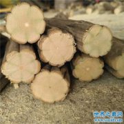 降龍木值錢嗎，因為珍貴稀少所以價值堪比黃金