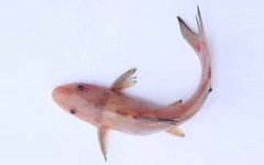 鮰魚是垃圾魚嗎，不是垃圾魚屬于長(zhǎng)江淡水魚類