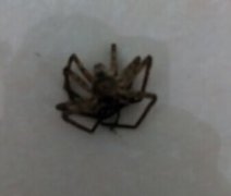 黑蜘蛛咬人有毒嗎，一般沒有毒不用擔(dān)心