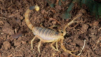 什么昆蟲(chóng)有毒，殺人蜂、瘧蚊,、舌蠅、巴勒斯坦毒蝎