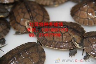 南石龜好養(yǎng)嗎，是比較好養(yǎng)的烏龜品種之一