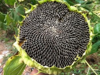 向日葵的生長過程,幼苗期、現蕾期、開花期和成熟期