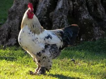 婆羅門雞有多重,大概能長到12斤左右