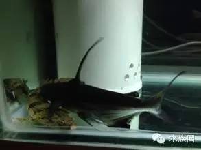 汗鯊好養嗎，是比較好養的觀賞魚中的常見魚種