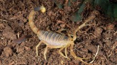 什么昆蟲有毒,殺人蜂、瘧蚊,、舌蠅、巴勒斯坦毒蝎