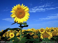 向日葵的寓意，為和太陽一樣充滿光輝