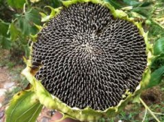 向日葵的生長過程，幼苗期、現蕾期、開花期和成熟期