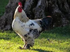 婆羅門雞有多重，大概能長到12斤左右