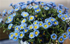 小雛菊的花語，純潔的美、天真、幼稚、愉快、幸福