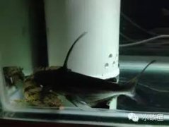 汗鯊好養嗎,是比較好養的觀賞魚中的常見魚種