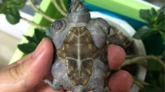 剃刀龜能和什么龜混養，比如麝香龜、地圖龜等等