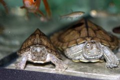 剃刀龜能長(zhǎng)多大，一般來(lái)說(shuō)會(huì)長(zhǎng)到15厘米左右