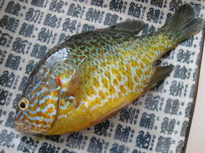 太陽魚能長多大，普遍在2指到3指大半斤以上的比較少見