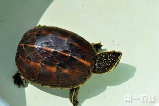 頭盔龜好養嗎，相對來說養殖的難度會高一些