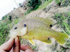 太陽魚哪個地方有毒，實際上本身是無毒的