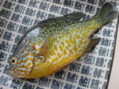 太陽魚能長多大，普遍在2指到3指大半斤以上的比較少見