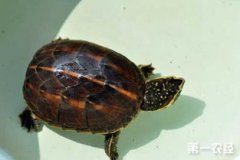 頭盔龜好養嗎,相對來說養殖的難度會高一些