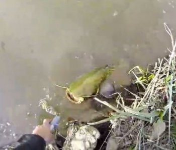 臭水溝里的魚能吃嗎,不管用清水養(yǎng)多久都不能吃