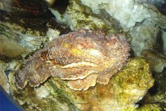 石頭魚有毒為什么能吃，只要去掉背鰭上的刺就可以放心吃了