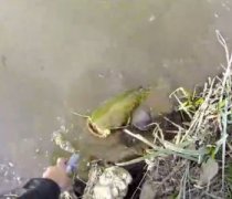 臭水溝里的魚能吃嗎，不管用清水養多久都不能吃