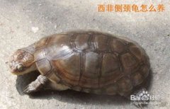 西非側頸龜好養嗎,在常溫下都能很好地飼養