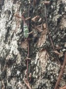 象鼻蟲有毒嗎,沒有毒但是是一種害蟲