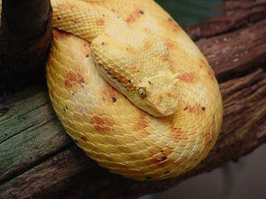 蛇真的有腳嗎，真的有腳但是是看不出來的