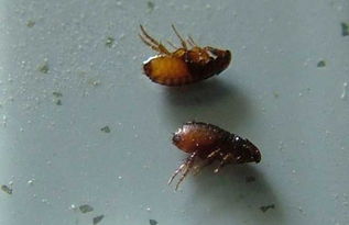 跳蚤會寄生在人身上嗎，會寄生而且四、五天就孵化出幼蟲