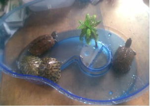 中華草龜好養(yǎng)還是巴西龜好養(yǎng)， 兩種都是很好養(yǎng)的龜