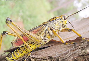 為什么陳建斌甩了吳越，因為他拍《喬家大院》認(rèn)識了蔣勤勤