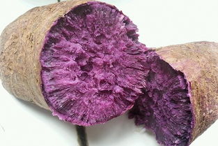 微波爐烤紫薯會爆炸嗎，水不能發散會將紫薯撐爆