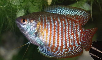 最好養(yǎng)的魚(yú),是對(duì)水質(zhì)的要求比較低生存能力很強(qiáng)的孔雀魚(yú)