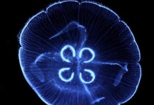 最長壽的海洋生物,是號稱可以長生不老的燈塔水母