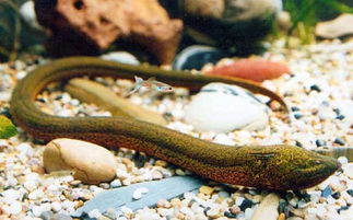 望月鱔為什么有劇毒，跟黃鱔的生理構造有很大關系