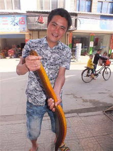 望月鱔跟黃鱔怎么區分，望月鱔喜食死狗、死貓及腐尸