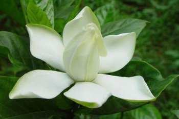 梔子花的花語，不畏困苦相伴一生相守一生