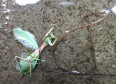 鐵線蟲和螳螂的關系， 螳螂是鐵線蟲的宿主