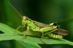 為什么蝗災的蝗蟲有毒,發生化學反應產生了苯乙腈和氫氰酸