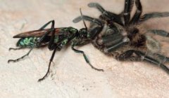 最嚇人的蟲子，荒漠蛛蜂、維塔蟲、接吻蟲、子彈蟻