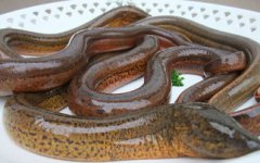 望月鱔有毒嗎，有劇毒吃了會有生命危險