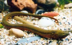 望月鱔為什么有劇毒，跟黃鱔的生理構造有很大關系