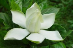 梔子花的花語，不畏困苦相伴一生相守一生