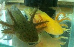 家里能不能養六角恐龍