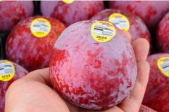 水果恐龍蛋與黑布林的區別